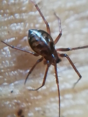 Lepthyphantes