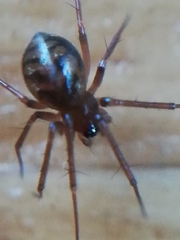 Lepthyphantes