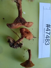 Lactarius subserifluus