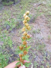 Lespedeza daurica