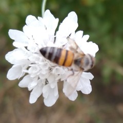 Apis mellifera