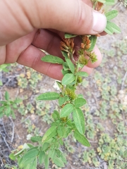 Lespedeza daurica