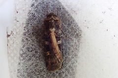 Actebia fennica