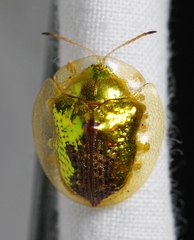 Coptocycla texana