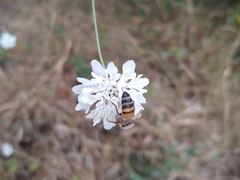 Apis mellifera