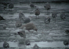 Larus hyperboreus