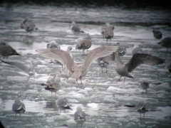 Larus hyperboreus