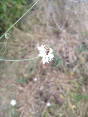 Apis mellifera