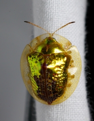 Coptocycla texana