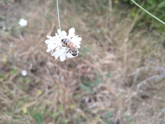 Apis mellifera