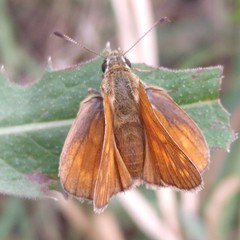 Ochlodes sylvanus
