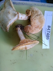Lactarius yazooensis