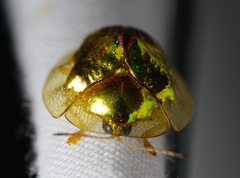 Coptocycla texana