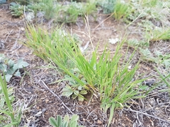 Cleistogenes squarrosa