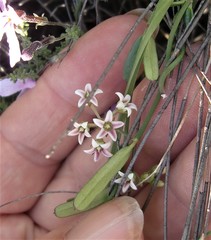 Astephanus triflorus