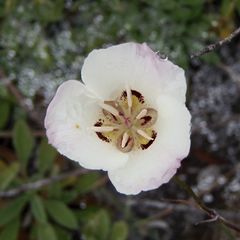 Calochortus dunnii