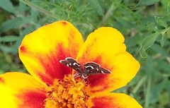 Pyrausta nigrata