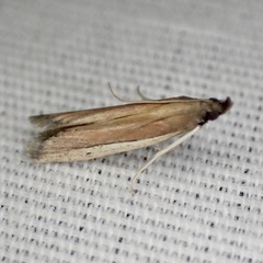 Tampa dimediatella