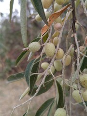 Elaeagnus angustifolia