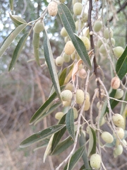 Elaeagnus angustifolia
