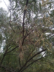 Elaeagnus angustifolia