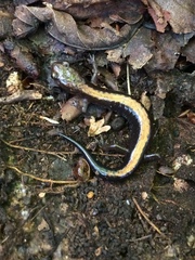 Plethodon shenandoah