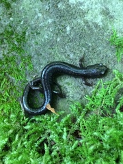 Plethodon shenandoah