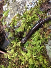 Plethodon shenandoah