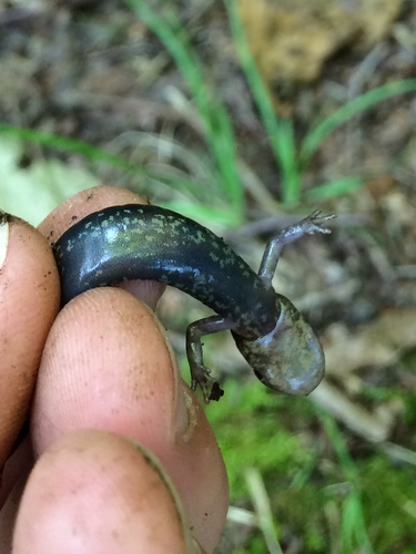 Shenandoah Salamander