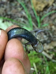 Plethodon shenandoah
