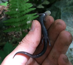 Plethodon shenandoah