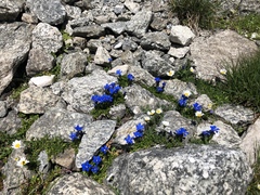 Gentiana bavarica subacaulis