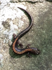 Plethodon shenandoah