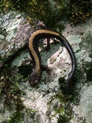 Plethodon shenandoah