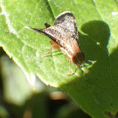 Eutreta noveboracensis