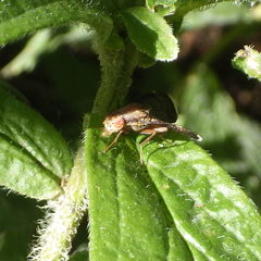 Eutreta noveboracensis