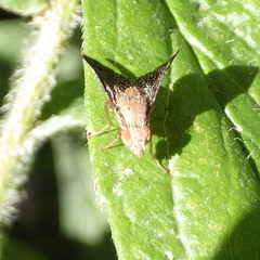 Eutreta noveboracensis