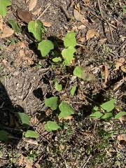 Mallotus paniculatus