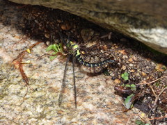Cephalaeschna patrorum