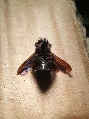 Xylocopa iris