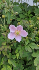 Eriocapitella × hybrida