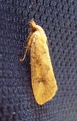 Acrolophus walsinghami