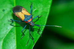 Plinachtus acicularis