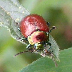 Chrysolina polita