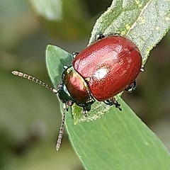 Chrysolina polita