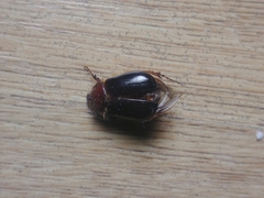 Aulacopalpus ciliatus