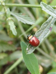 Chrysolina polita