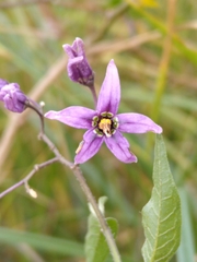 Solanum dulcamara