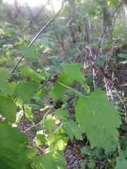 Ribes petraeum caucasicum