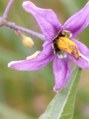 Solanum dulcamara